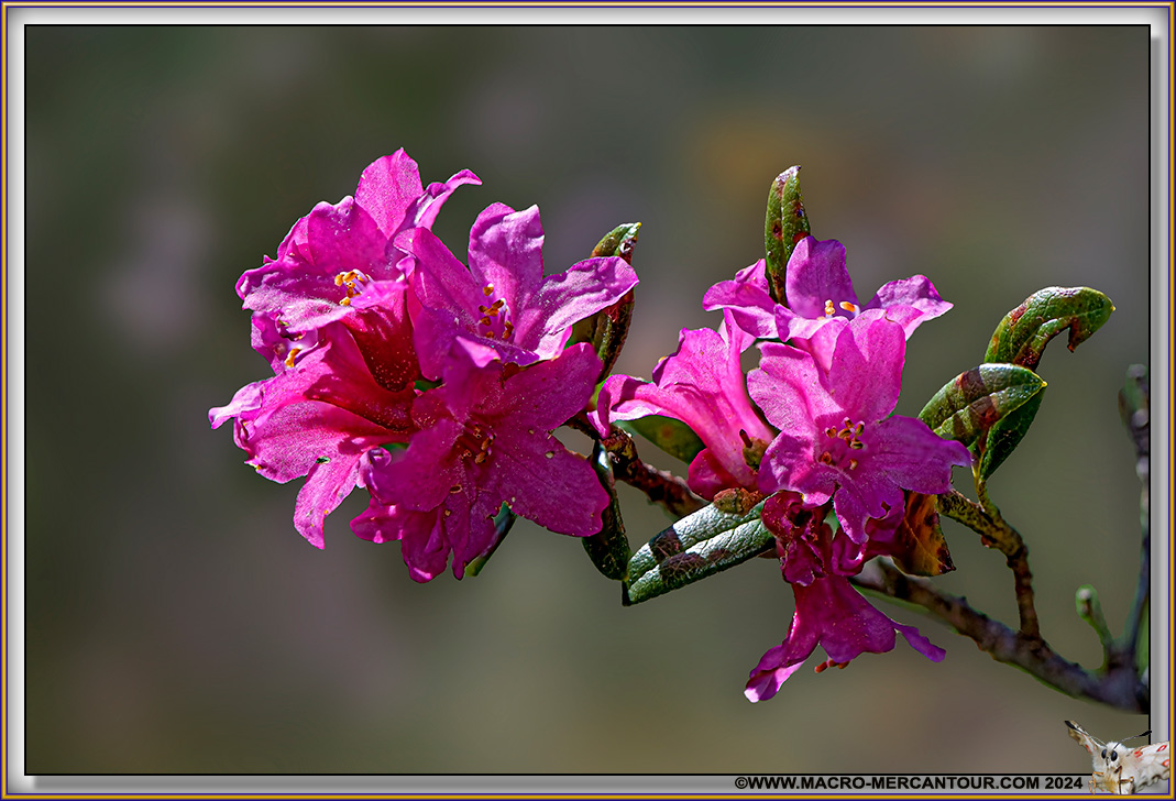 Rhodendrons